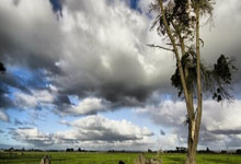 灰熊击败黄蜂，季后赛或将形势翻盘